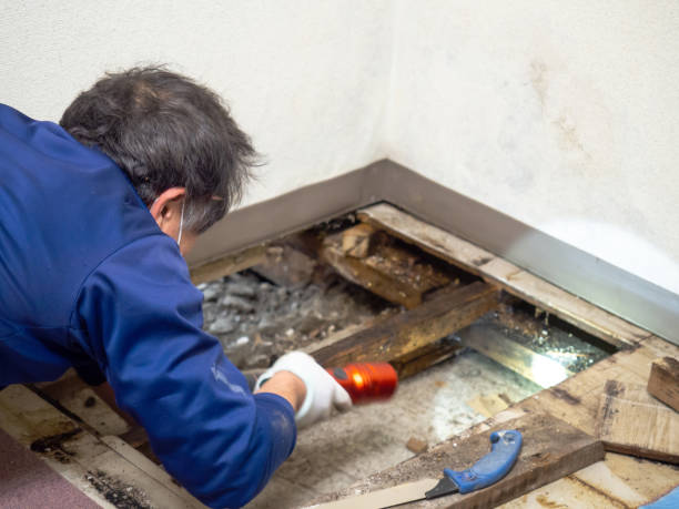 Best Certified Mold Removal  in Ralls, TX