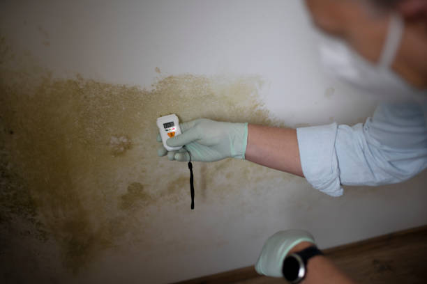 Best Mold Inspection  in Ralls, TX