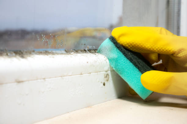 Best Mold Testing  in Ralls, TX