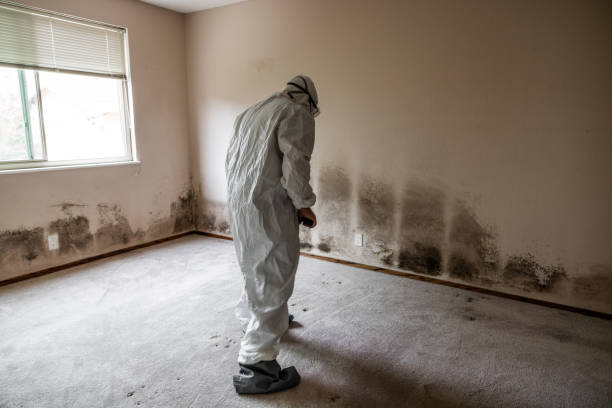 Best Best Mold Removal Companies  in Ralls, TX