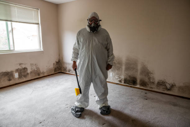 Best Affordable Mold Removal  in Ralls, TX