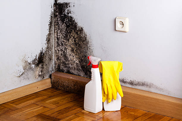 Best Mold Damage Repair  in Ralls, TX