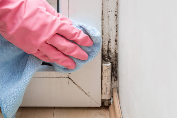 Best Office Mold Removal Services  in Ralls, TX