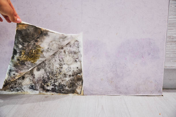 Best Same-Day Mold Removal  in Ralls, TX